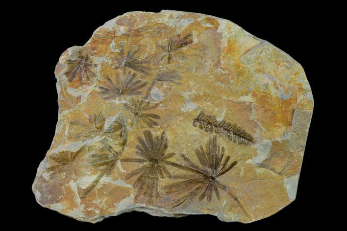 Fossil Horsetail (Annularia) Plate - Pennsylvania #136652